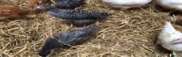 Chickens poultry for sale: Happy healthy pullets. - Advert 19
