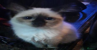 Ragdoll cats - Advert 5