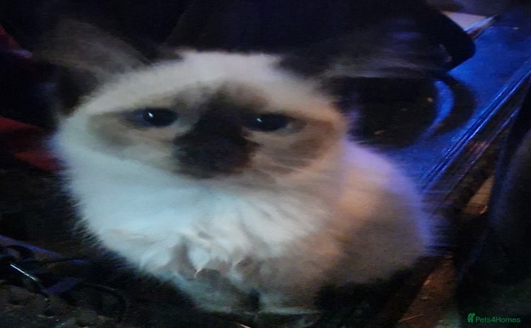 Ragdoll cats - Advert 3