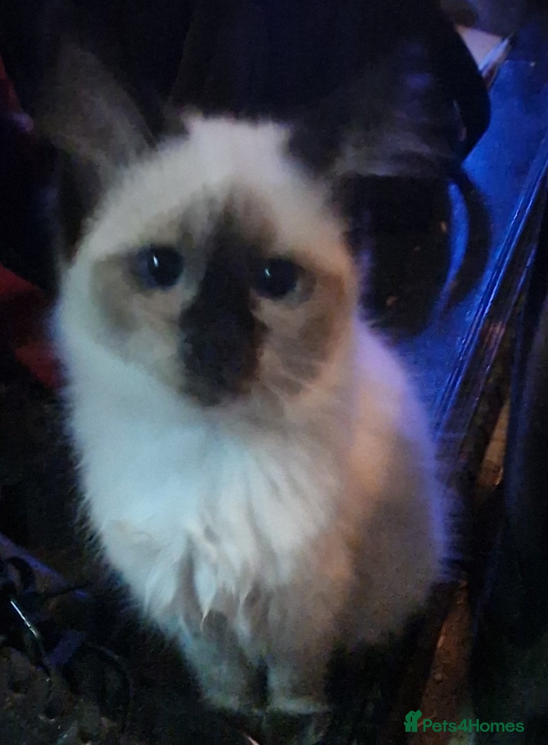 Ragdoll cats for sale: Ragdoll  - Image 1