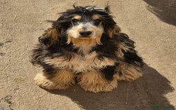 Cocker Spaniel dogs for sale: Kc Show male cocker spainel 10 months - Advert 4