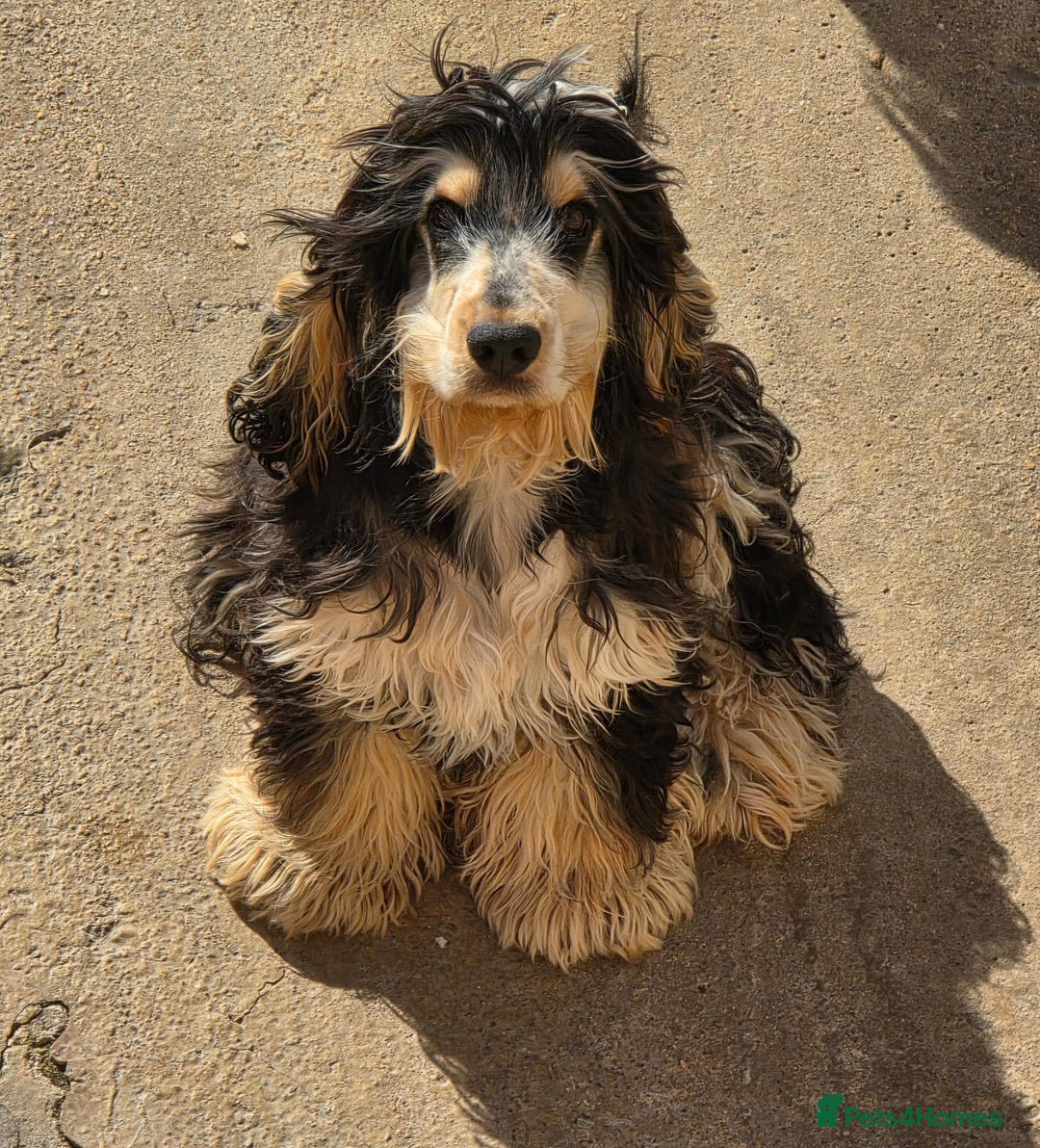 Cocker Spaniel dogs for sale: Kc Show male cocker spainel 10 months - Advert 4