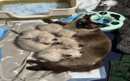 Ragdoll cats for sale: Ragdoll Kittens  - Image 1