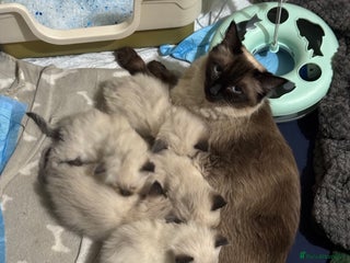 Ragdoll cats - Advert 1