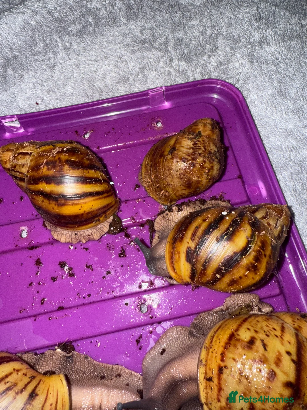 Snails invertebrates for sale: Ovum snails  - Advert 2