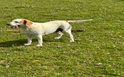 Mixed Breed dogs for sale: Chunky, Lab x Cocker  Fox Red Cockador pups - Image 14