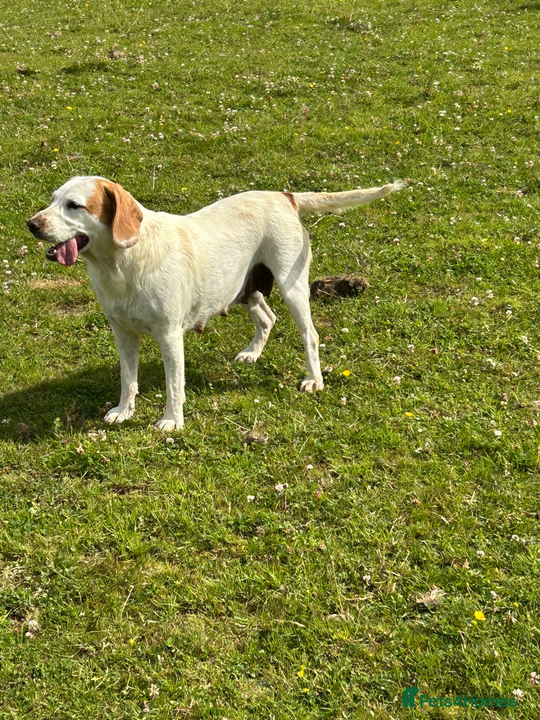 Mixed Breed dogs for sale: Chunky, Lab x Cocker  Fox Red Cockador pups - Image 14