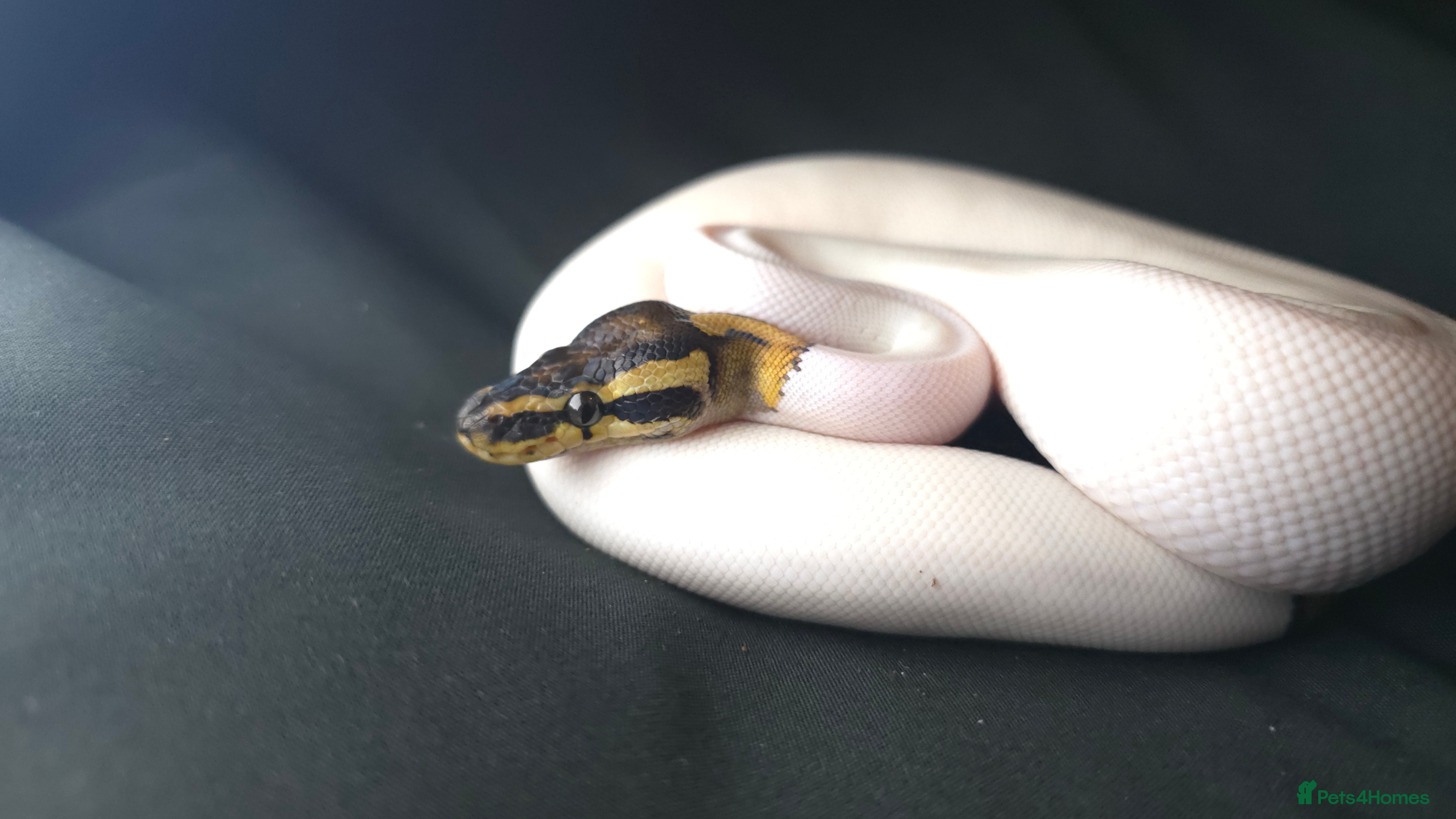 Python Snake reptiles Ball Pythons Read Description - Advert 1