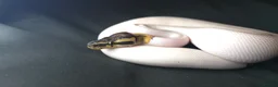 Python Snake reptiles for sale: Ball Pythons Read Description - Advert 1