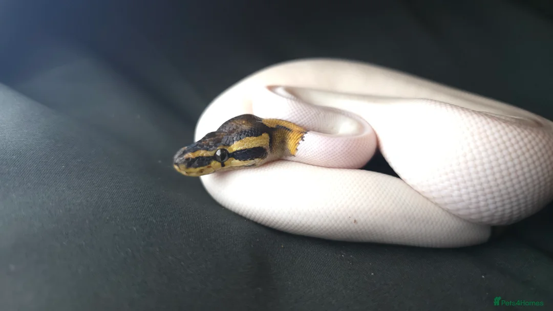 Python Snake reptiles for sale: Ball Pythons Read Description - Advert 1