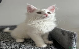 Maine Coon cats for sale: Two Stunning white Maine coons kittens  - Image 5
