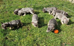 French Bulldog dogs for sale: Frenchie Girl Lilac & Tan KC - Image 13