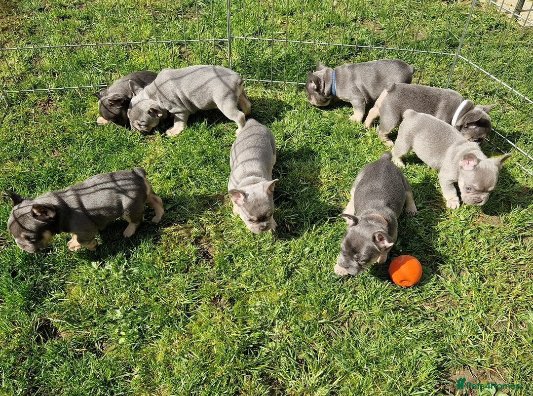 French Bulldog dogs for sale: Frenchie Girl Lilac & Tan KC - Image 13