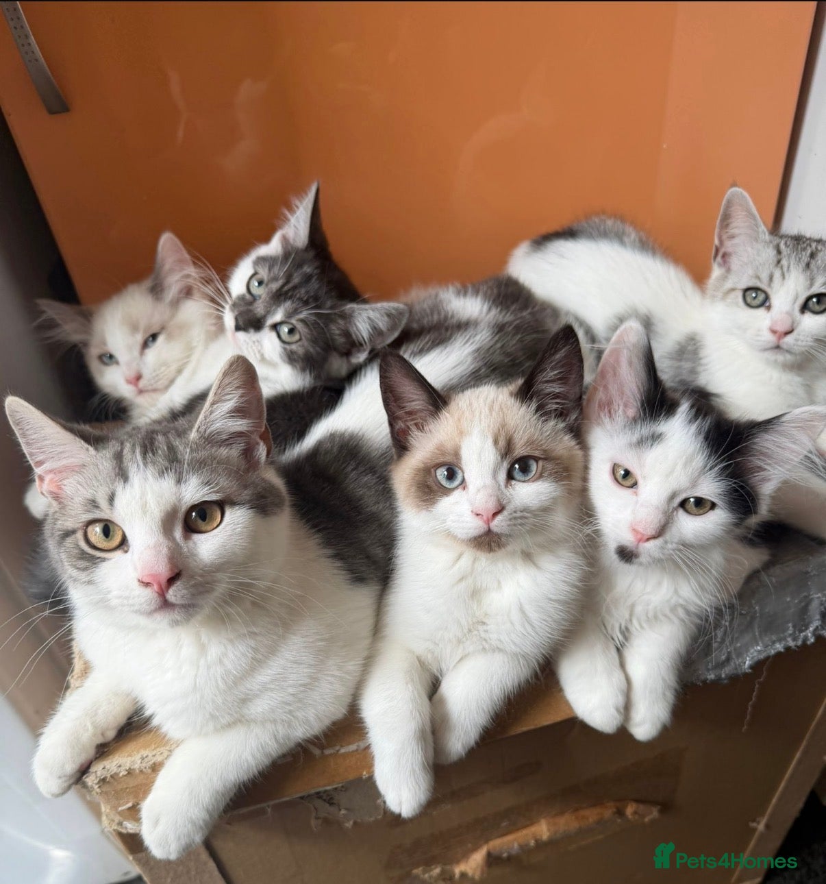 Mixed Breed cats Mixed breed - Advert 9