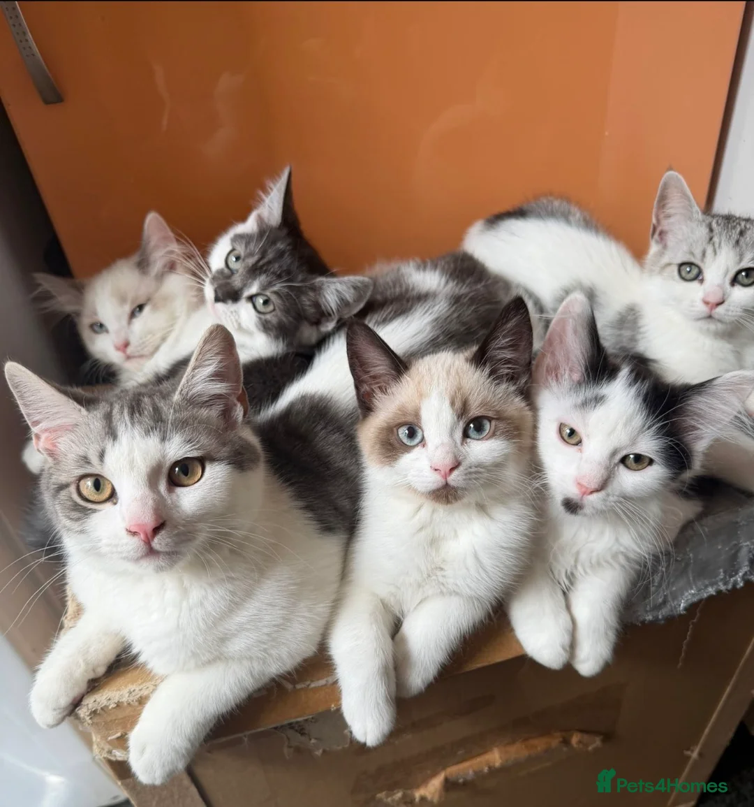 Mixed Breed cats for sale: Mixed breed - Advert 1