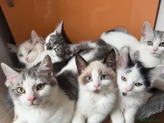 Mixed Breed cats Mixed breed - Advert 9