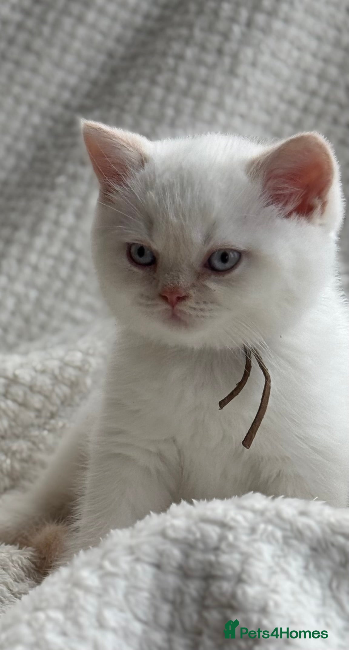 British Shorthair cats cream colour point boy gccf reg - Advert 20