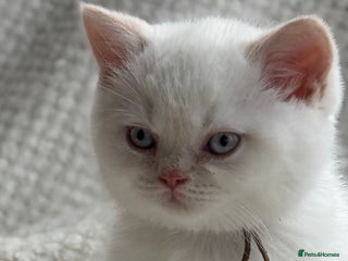 British Shorthair cats cream colour point boy gccf reg - Advert 20