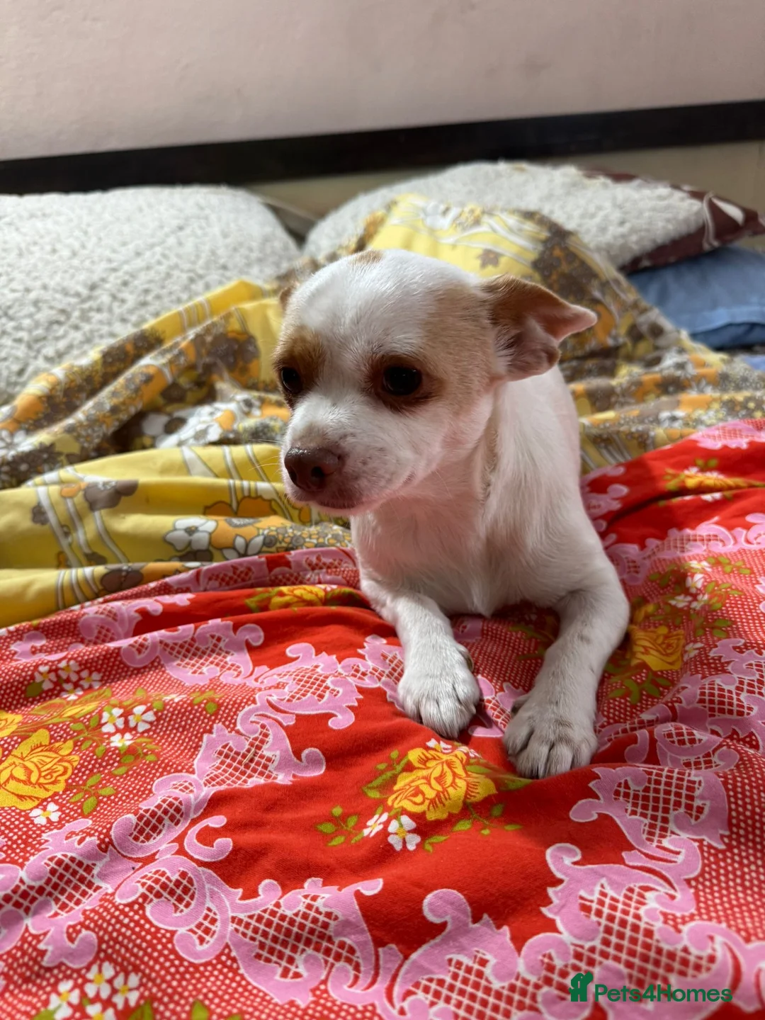 Mixed Breed dogs for adoption: 🐾🤍 ROXY – The Tiny Companion Left Behind 🤍🐾 - Advert 6