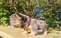 French Bulldog dogs for sale: Beautiful French bulldogs - Image 8