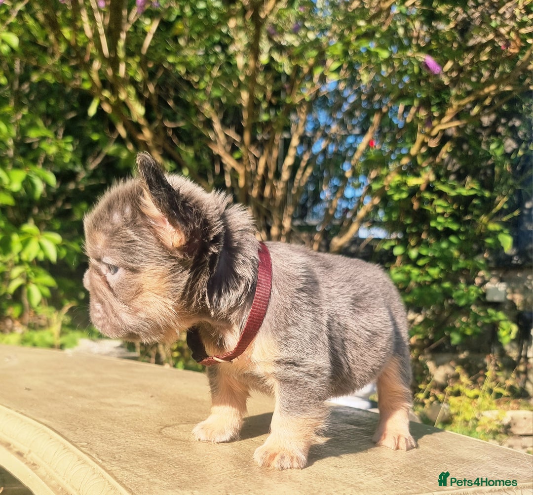 French Bulldog dogs for sale: Beautiful French bulldogs - Image 8