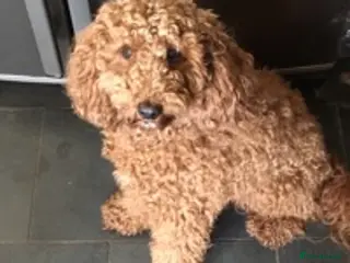 Cockapoo dogs KC registered miniature poodle health tested in Alford - Advert 19
