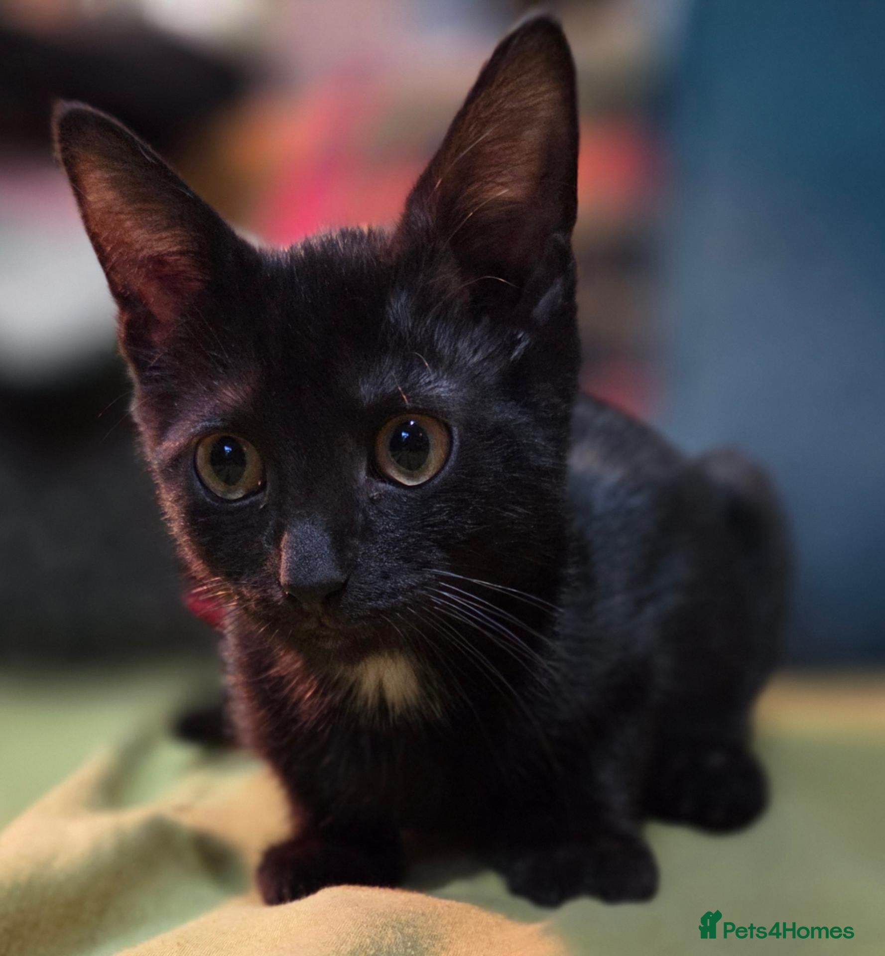 Mixed Breed cats beautiful boy kitten ready now  - Advert 5