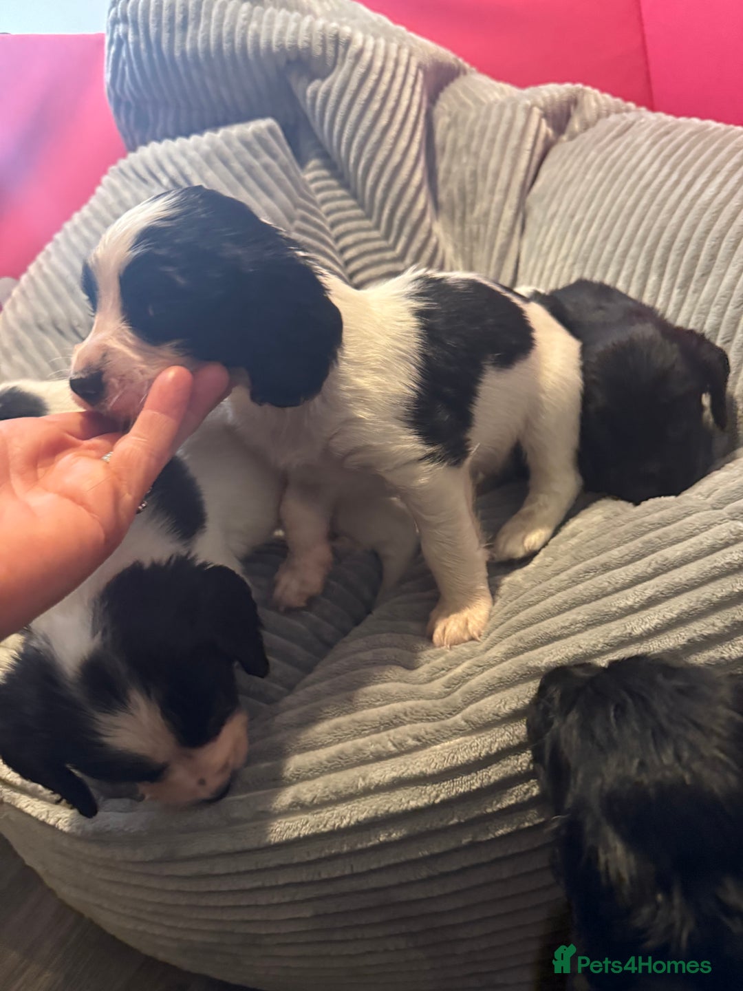 Sprocker dogs for sale: Stunning Sprocker puppies  - Advert 5