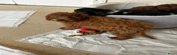 Cavapoo dogs for sale: Stunning health checked Cavapoo puppies  - Advert 7