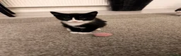 Mixed Breed cats for sale: Cute kittens  - Advert 6