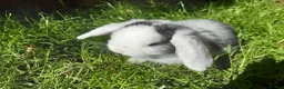 Mini Lop rabbits for sale: Gorgeous Mini Lops  - Advert 17