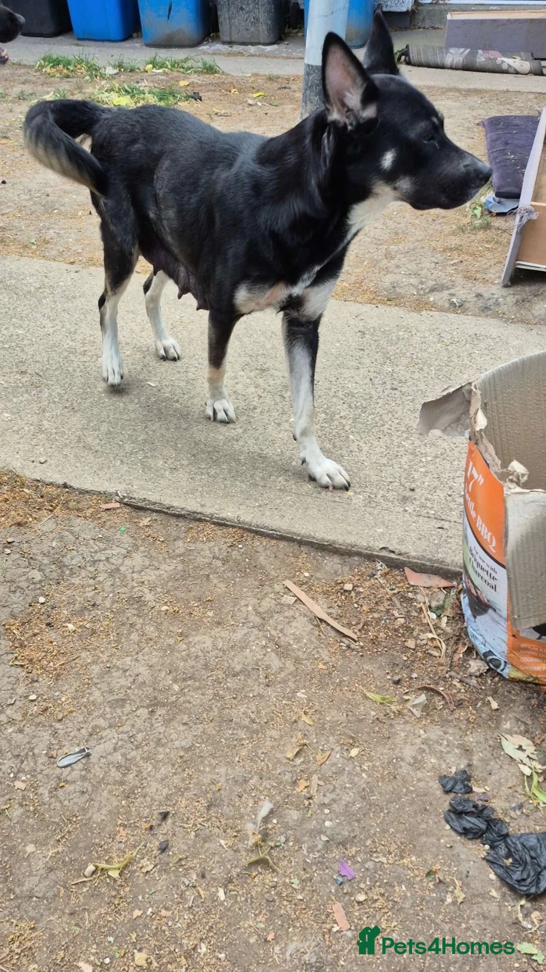 Mixed Breed dogs for sale: 7 beautiful Huskita’s for sale😍 - Advert 1