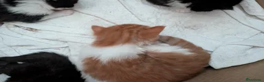Maine Coon 2