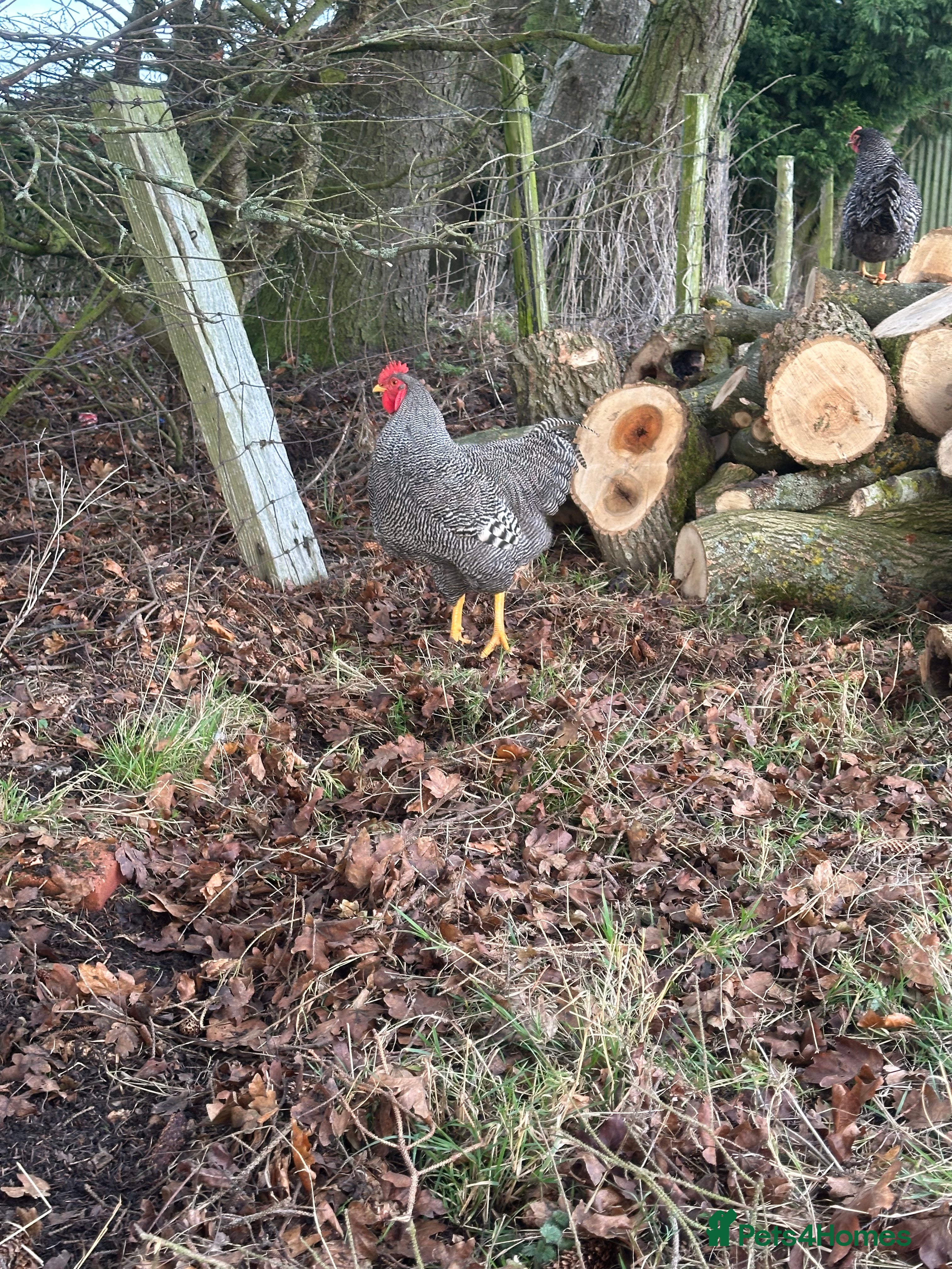 Chickens poultry 6x hatching eggs - Barred Plymouth Rock - Advert 19