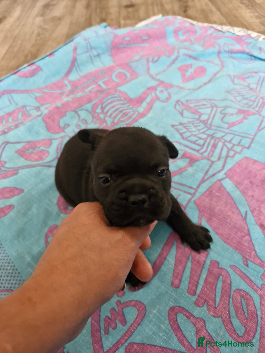 French Bulldog dogs for sale: French puppy's  - Image 6