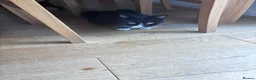 Mixed Breed cats for sale: 5 beautiful kittens  - Advert 2
