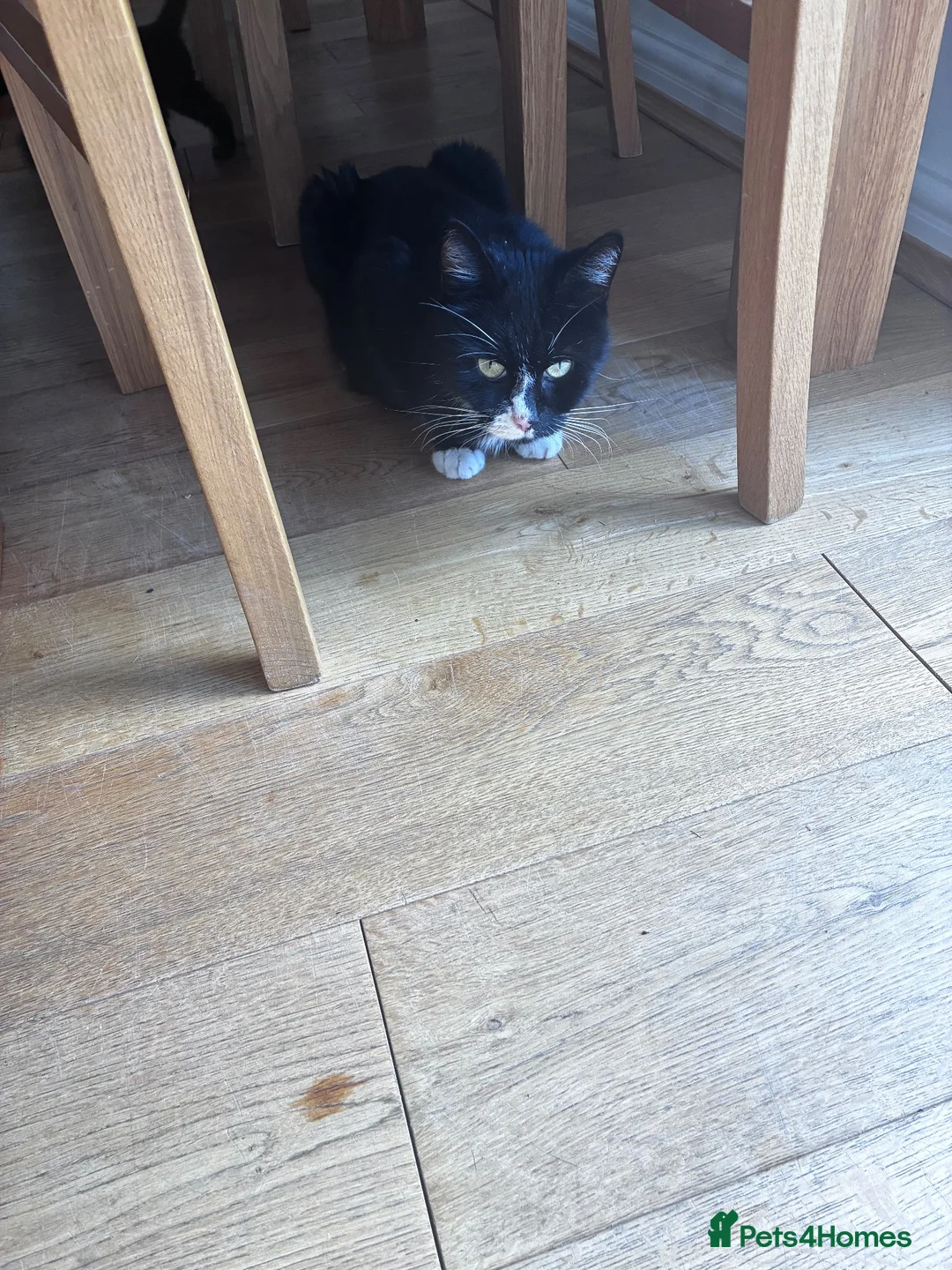 Mixed Breed cats for sale: 5 beautiful kittens  - Advert 2