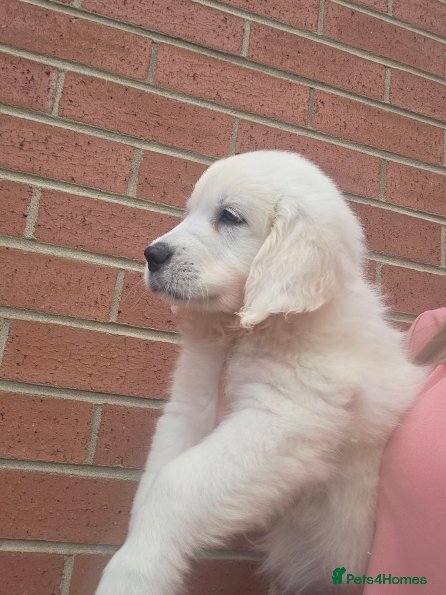 Golden Retriever dogs Extensively Health Tested English Cream Pups - Advert 2