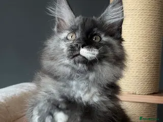 Maine Coon cats Maine Coon Kittens.. GCCF Reg and Health Tested. - Advert 2