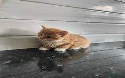 Mixed Breed cats for sale: MaineCoon Mixed Kittens For Sale  - Image 12