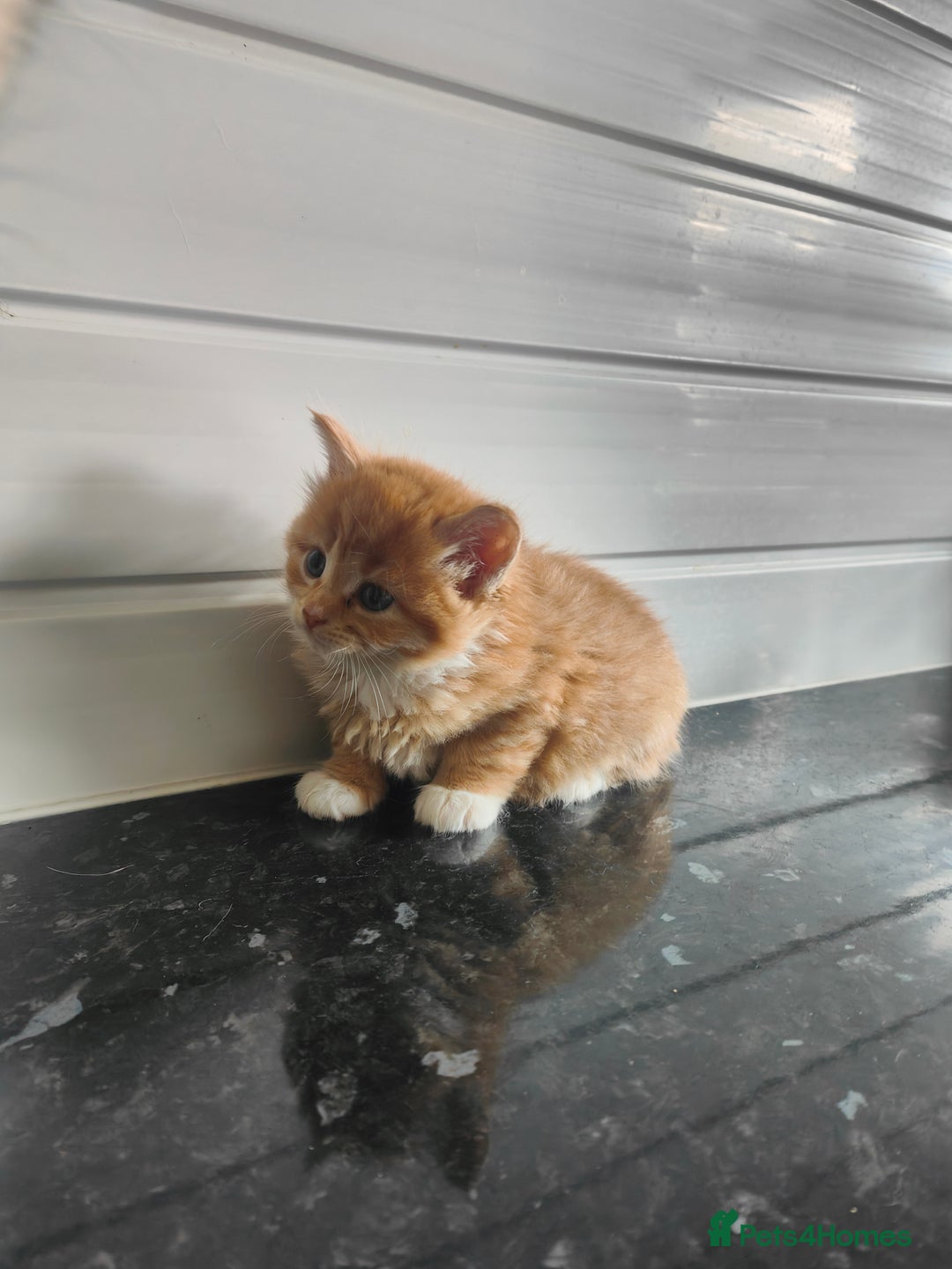 Mixed Breed cats for sale: MaineCoon Mixed Kittens For Sale  - Image 12