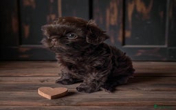 Shih Tzu dogs for sale: Stunning KC chocolate imperial Shihtzu puppies - Image 36