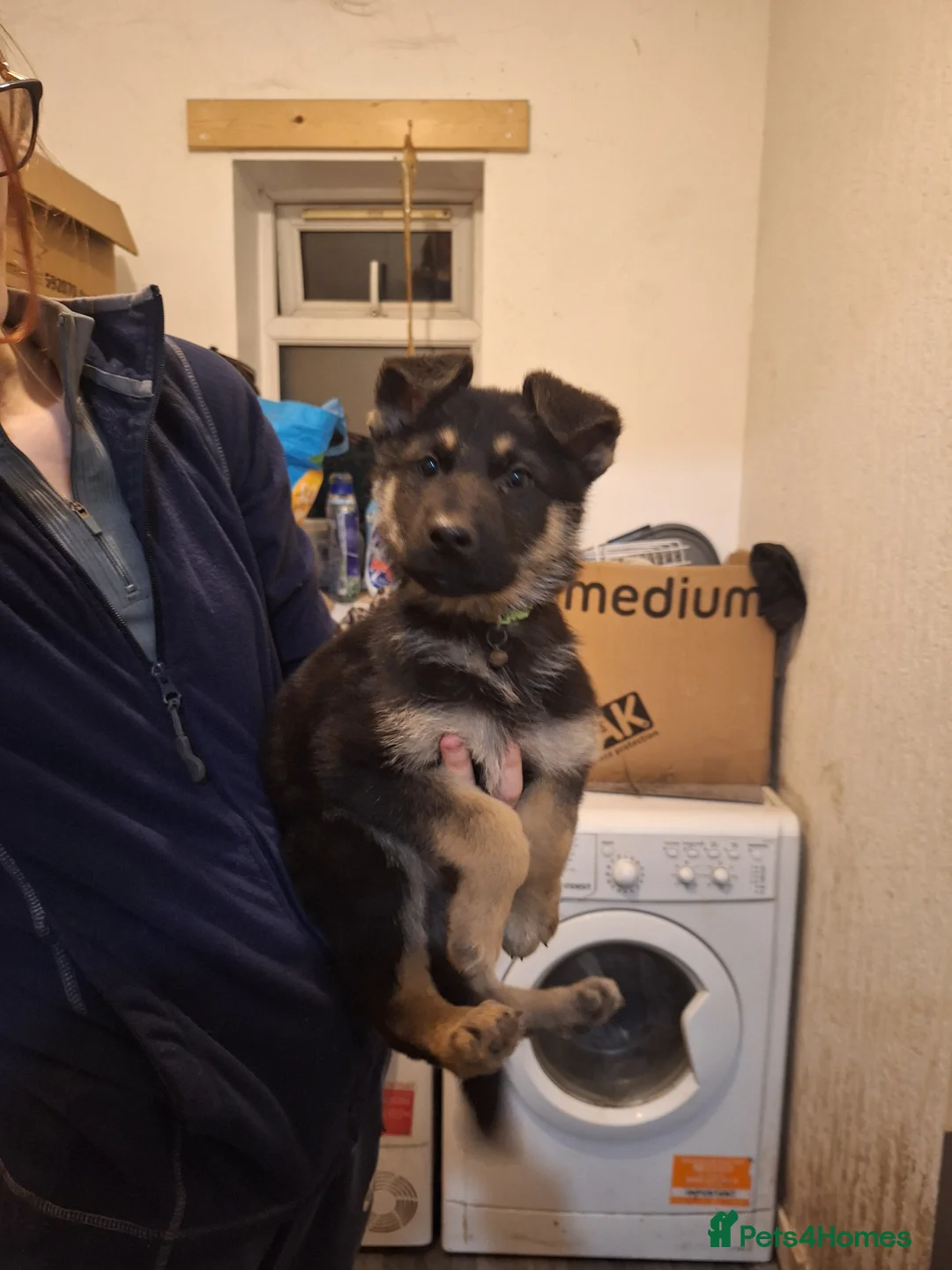 German Shepherd dogs for sale: German shepherd puppies  - Advert 3