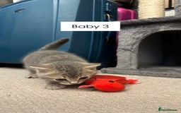 British Shorthair cats for sale: Kittens British Shorthair  - Image 3