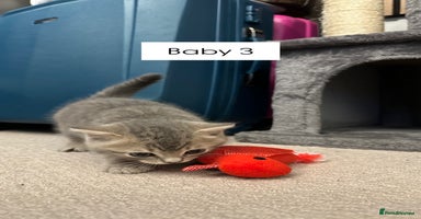 British Shorthair cats - Advert 7