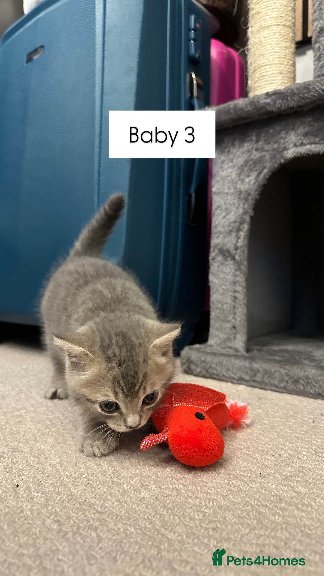British Shorthair cats for sale: Kittens British Shorthair  - Image 3