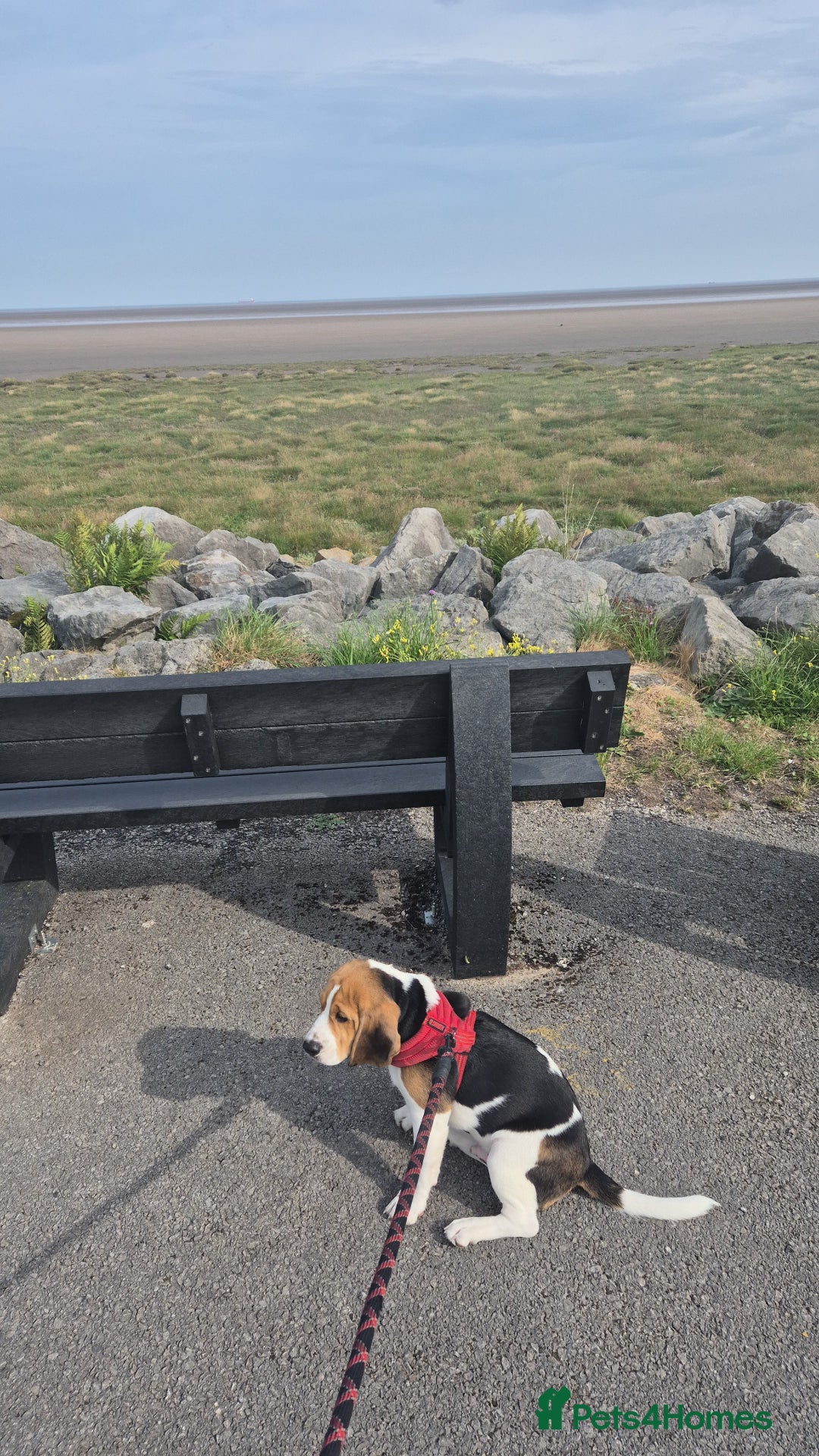 Beagle dogs for sale: Beagle boy for rehoming - Image 7