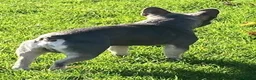 French Bulldog dogs for stud: French Bulldog Zico - Advert 6