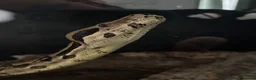 Boa Snake reptiles for sale: Boa constrictor (8ft) - Advert 4