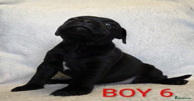 Staffordshire Bull Terrier dogs - Advert 3